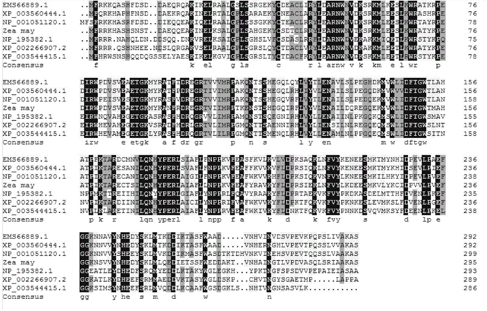 Clone of corn phosphatidylinositol transportprotein gene ZmSEC14p and application thereof