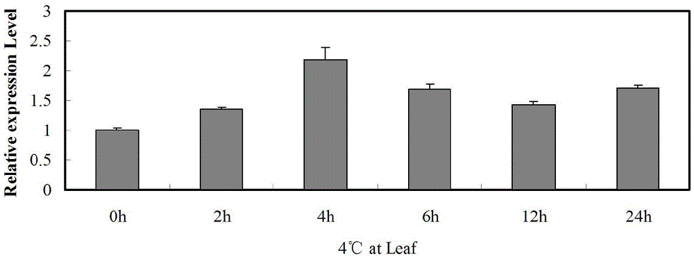 Clone of corn phosphatidylinositol transportprotein gene ZmSEC14p and application thereof