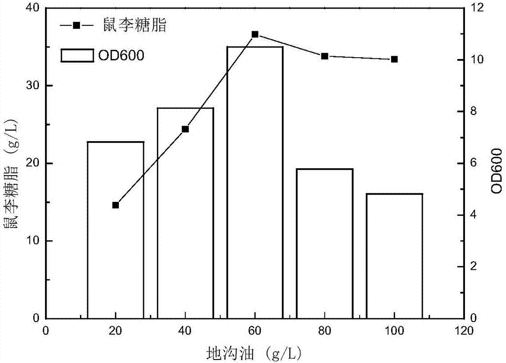 Rhamnolipid high-yielding bacterial strain, and applications thereof