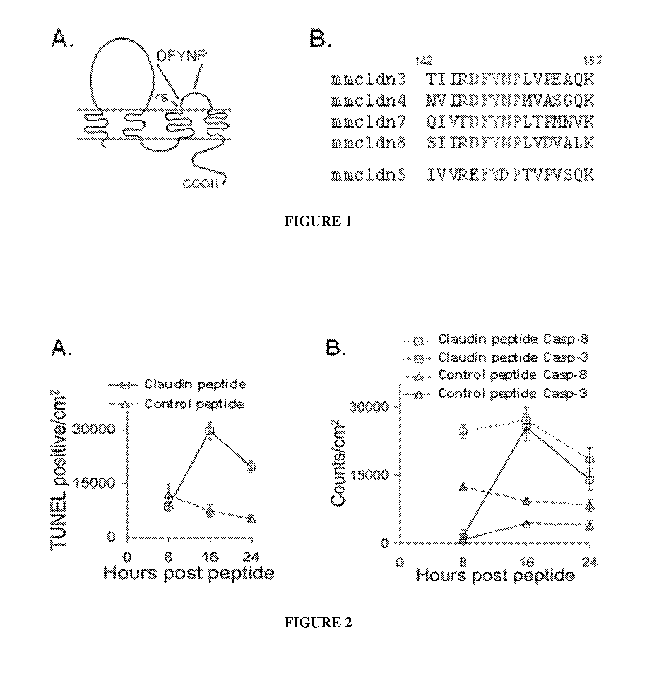 Tight junction protein modulators and uses thereof