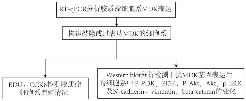 Method for researching function of MDK gene in promoting proliferation of brain glioma and application of MDK gene