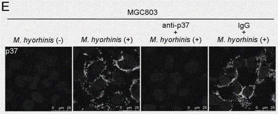 Method and preparation for preventing mycoplasma hyorhinis from infecting cells