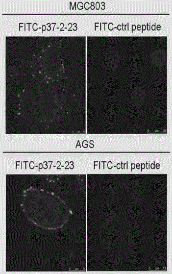 Method and preparation for preventing mycoplasma hyorhinis from infecting cells