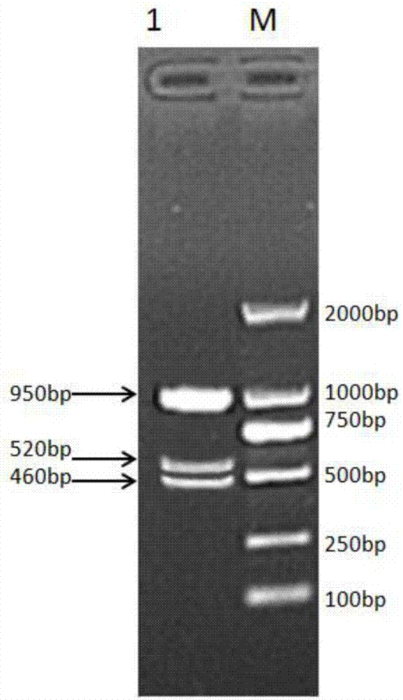 Recombinant chicken long-acting interferon gamma, fusion protein for preparing recombinant chicken long-acting interferon gamma, and preparation method of fusion protein