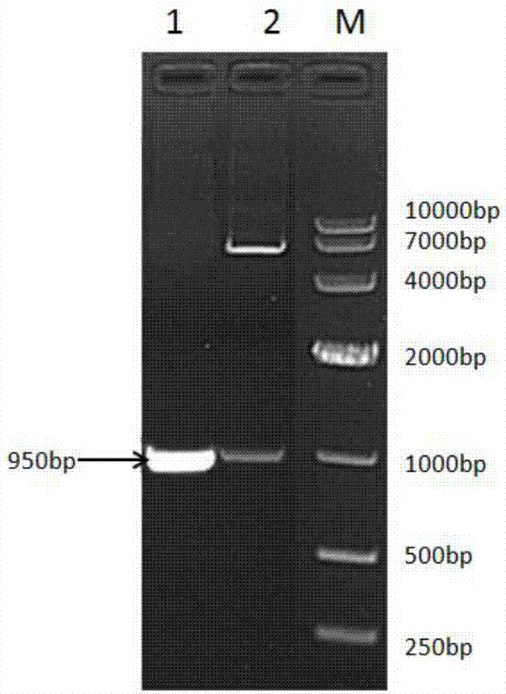 Recombinant chicken long-acting interferon gamma, fusion protein for preparing recombinant chicken long-acting interferon gamma, and preparation method of fusion protein