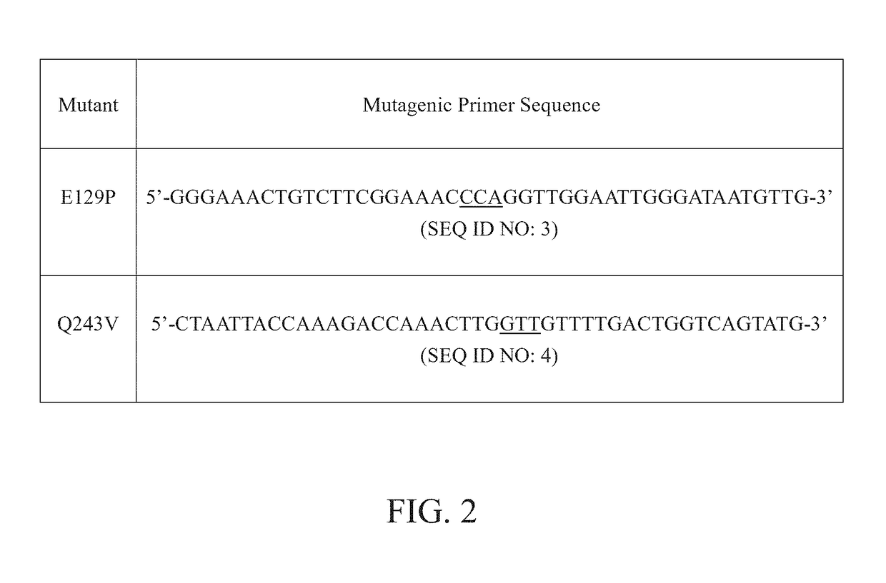 Glucose oxidase having improved thermostability