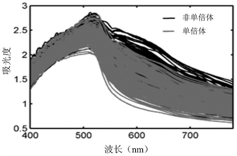 Method for identifying corn haploid