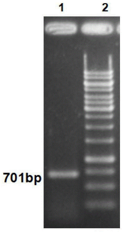 Parkinson's disease gene diagnosis kit