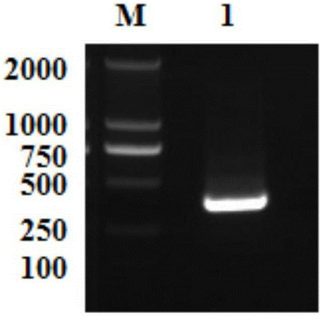 Tussor Yippee gene, and preparation method and application of polyclonal antibody thereof