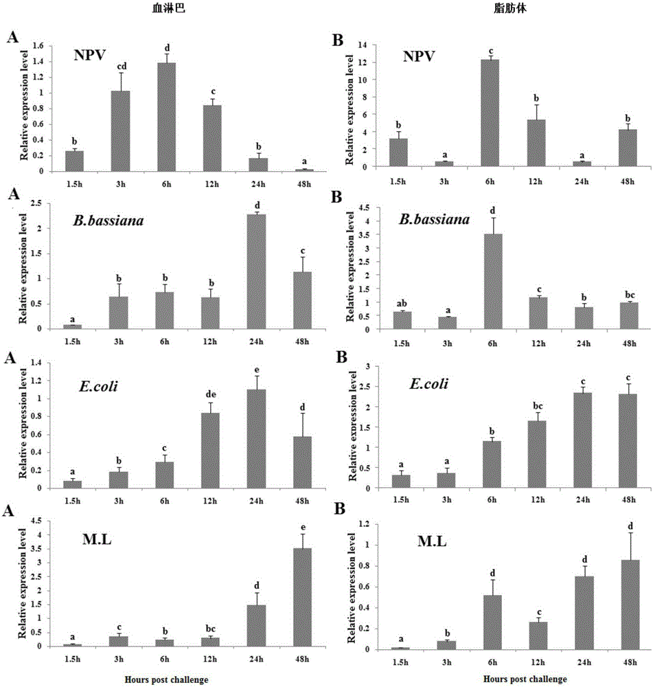 Tussor Yippee gene, and preparation method and application of polyclonal antibody thereof