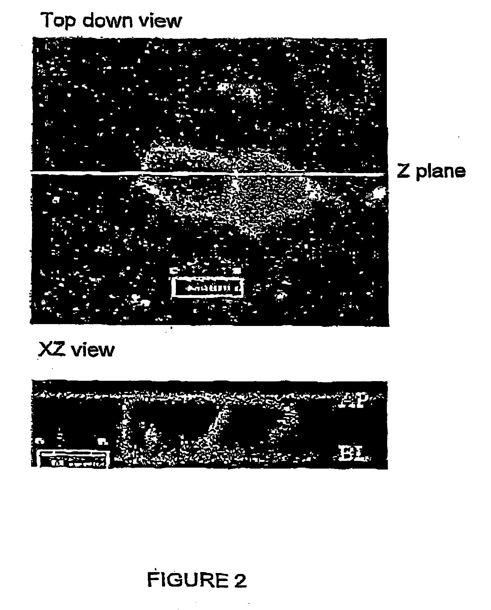 Modified proteins, isolated novel peptides,and uses thereof