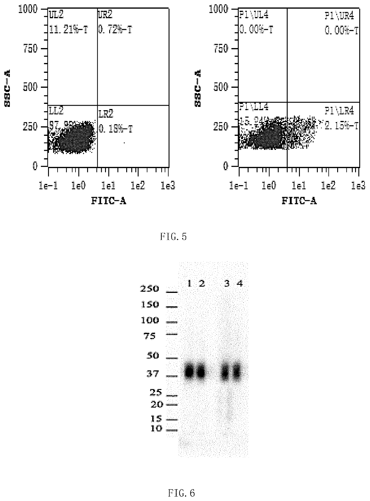 Anti-biotin antibody and application thereof