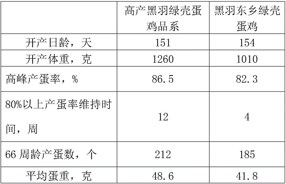 Grain-saving black-feather green-shell laying hen breeding method