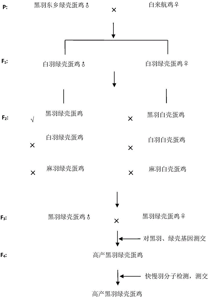 Grain-saving black-feather green-shell laying hen breeding method