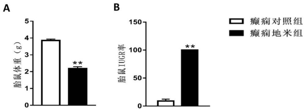 A method for constructing an animal model of fetal-derived adult epilepsy and its application