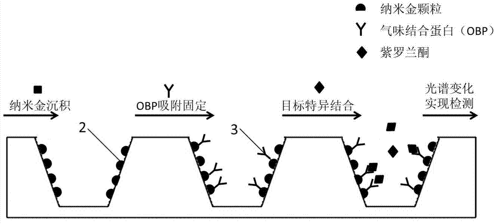 Preparation method of nanocup array biosensor device for ionone detection