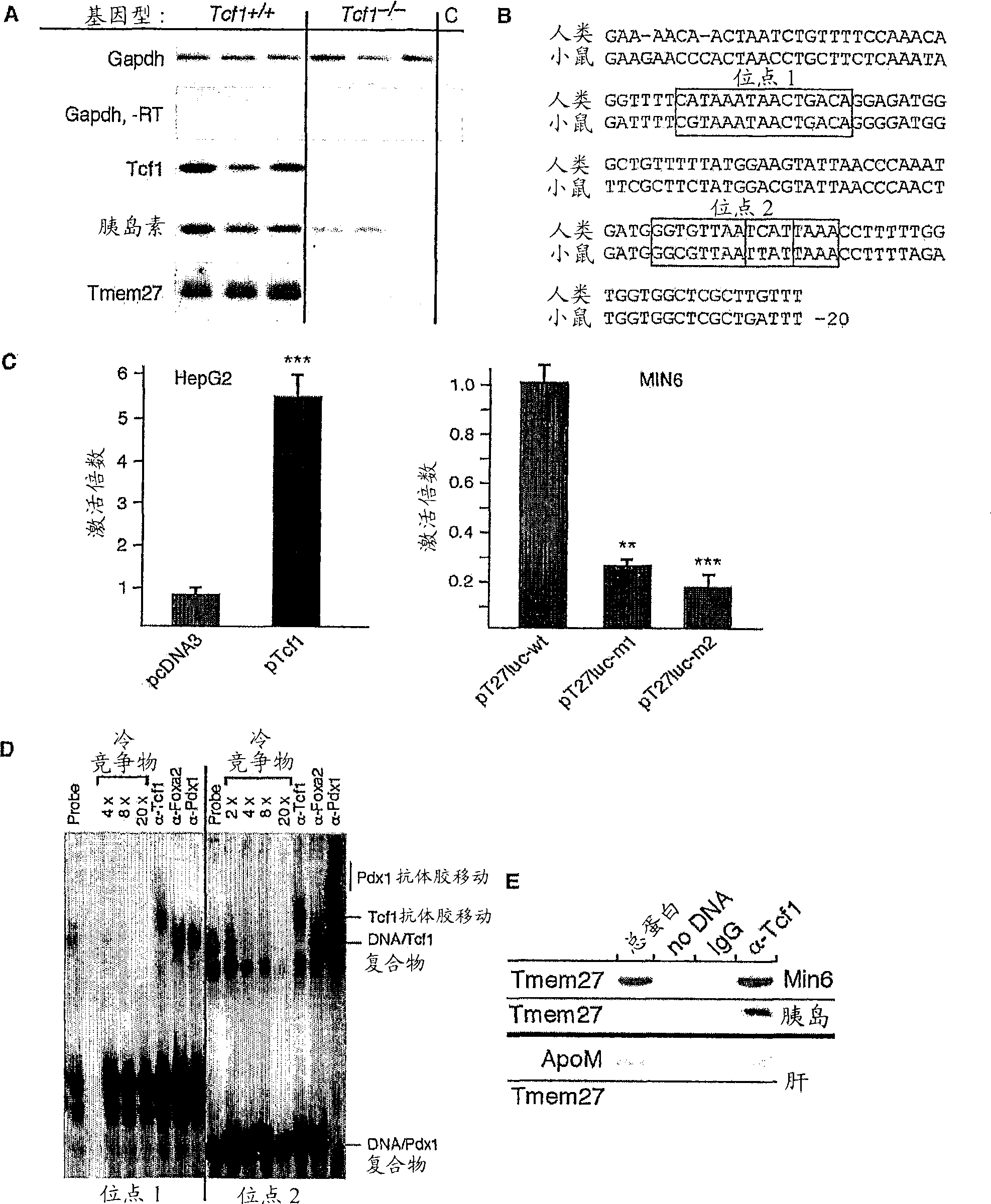 Stimulation of pancreatic Beta cell proliferation