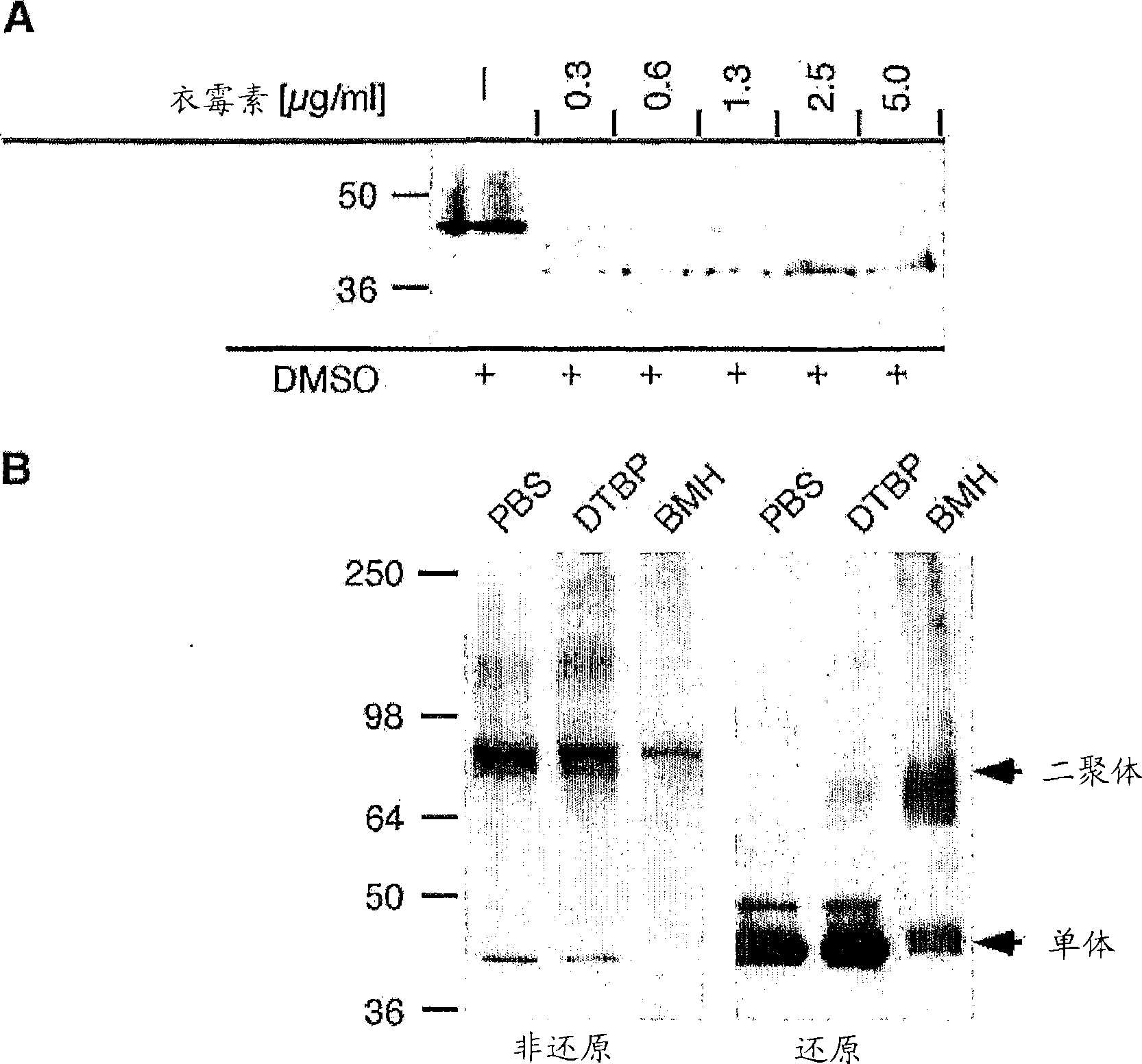 Stimulation of pancreatic Beta cell proliferation