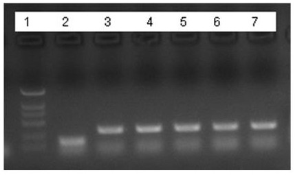 A polymerase mutant and its application