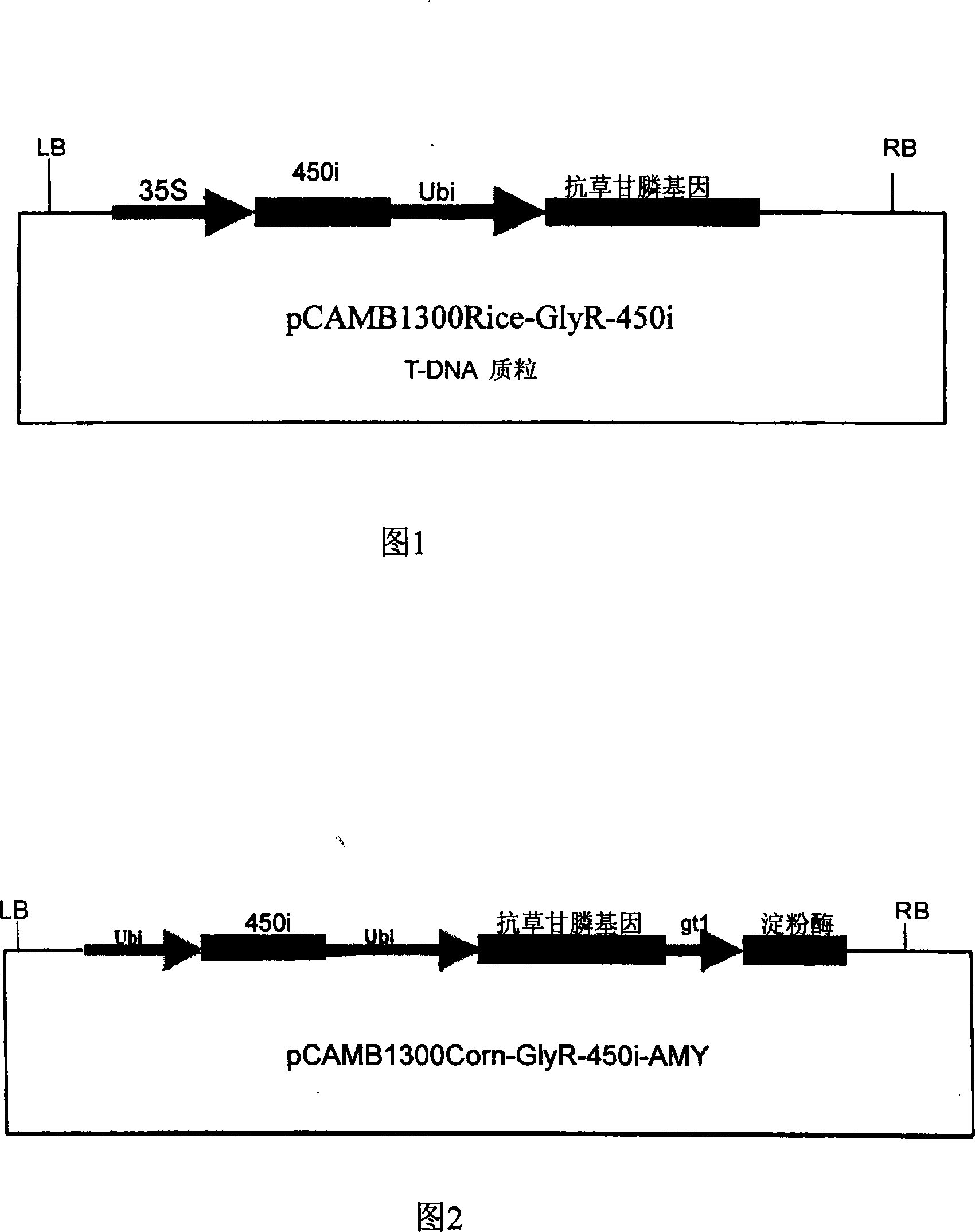 Method for acquiring transgenic gramineae farm crop capable of being selectively eliminated