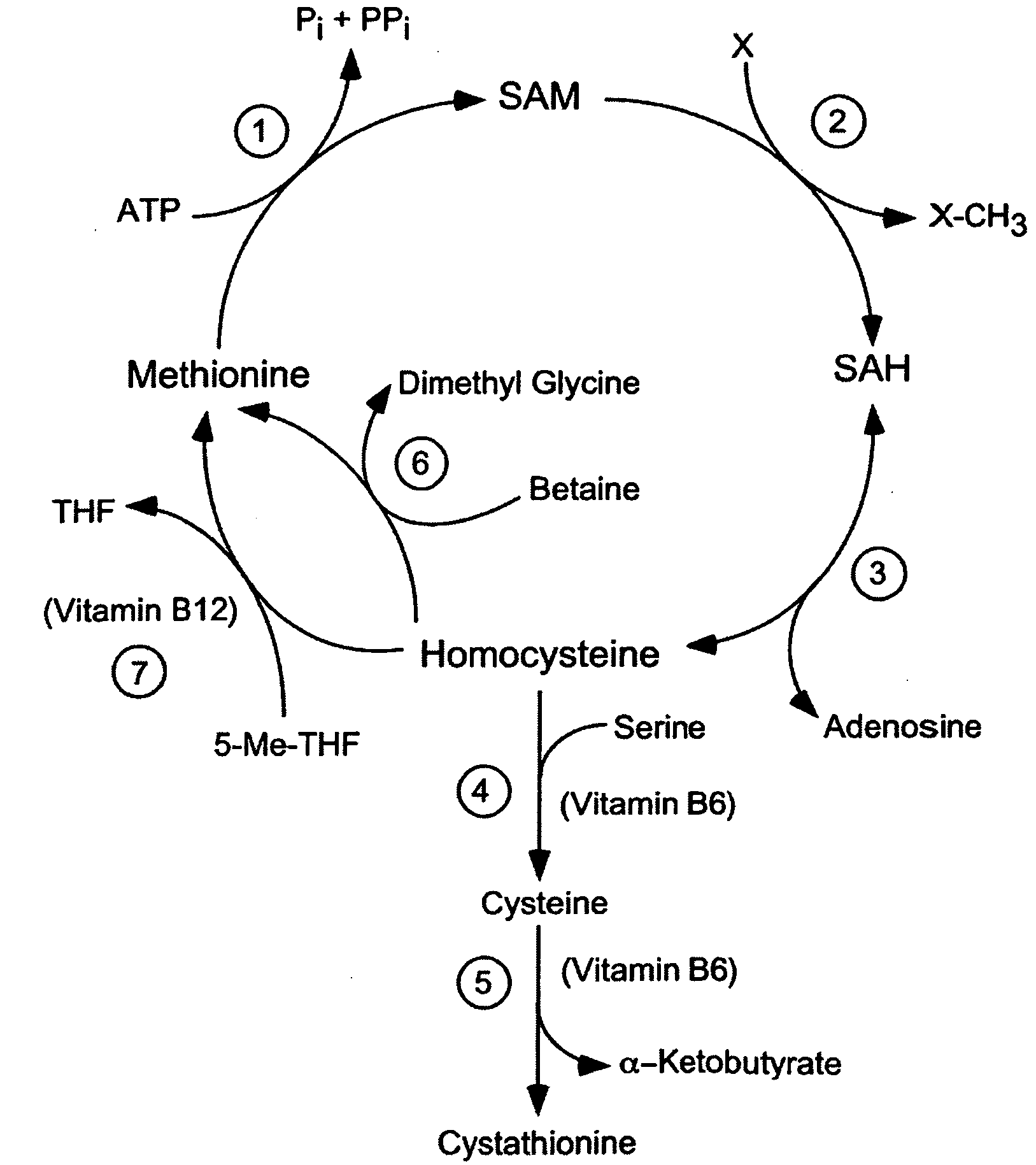 Compositions and methods for enhancing cognitive function