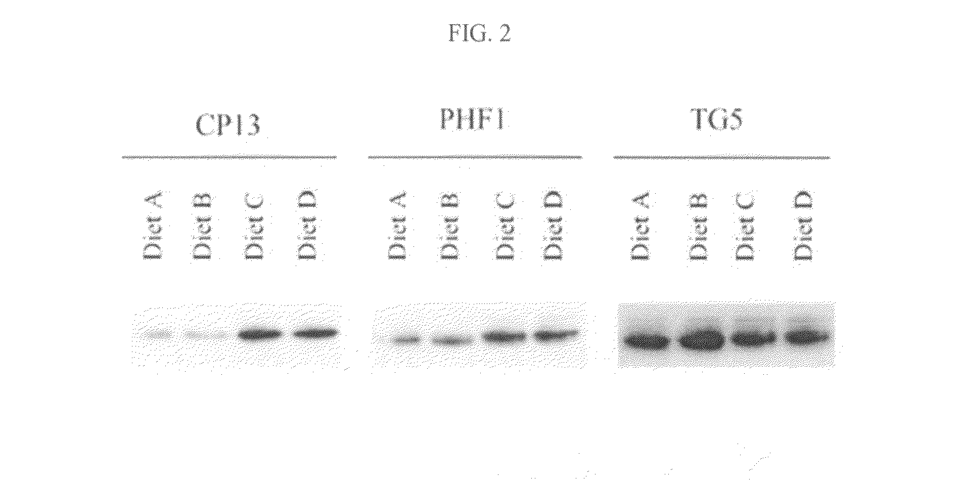 Compositions and methods for enhancing cognitive function