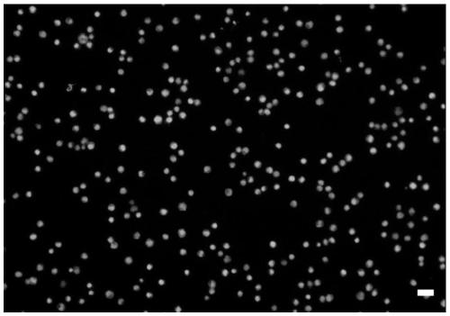 A micro-nano composite structure surface matching the size of circulating tumor cells, its preparation method and its application