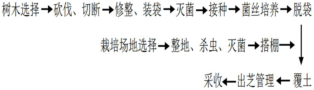 Cultivation method of imitated wild ganoderma lucidum in cedar forest