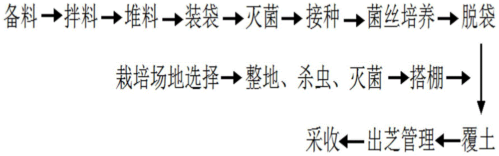 Cultivation method of imitated wild ganoderma lucidum in cedar forest