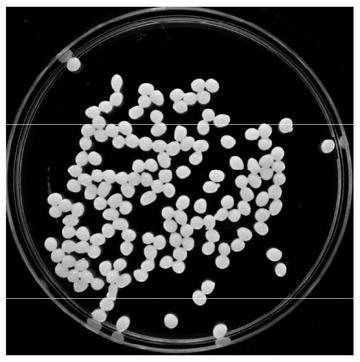 Microbial inoculum for degrading organophosphorus insecticide as well as preparation method and application of microbial inoculum