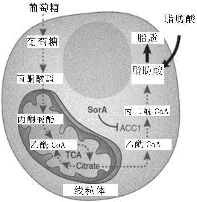 Application of Sola A in ischemic brain damage