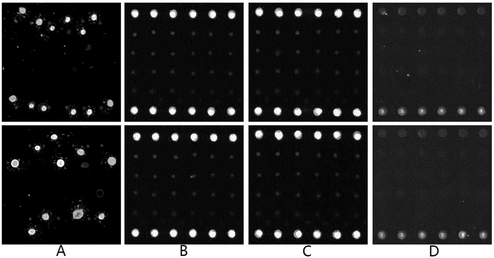 Gene chip and kit used for detecting foot and mouth disease viruses, vesicular stomatitis viruses and swine vesicular disease viruses