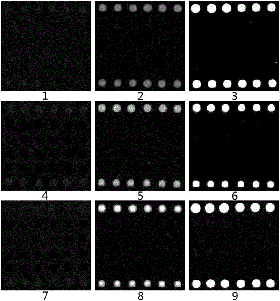 Gene chip and kit used for detecting foot and mouth disease viruses, vesicular stomatitis viruses and swine vesicular disease viruses