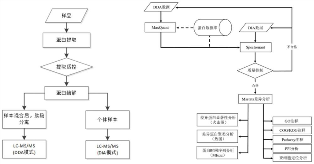 Application of RPL26 protein in predicting good response of cynomolgus monkeys to superovulation