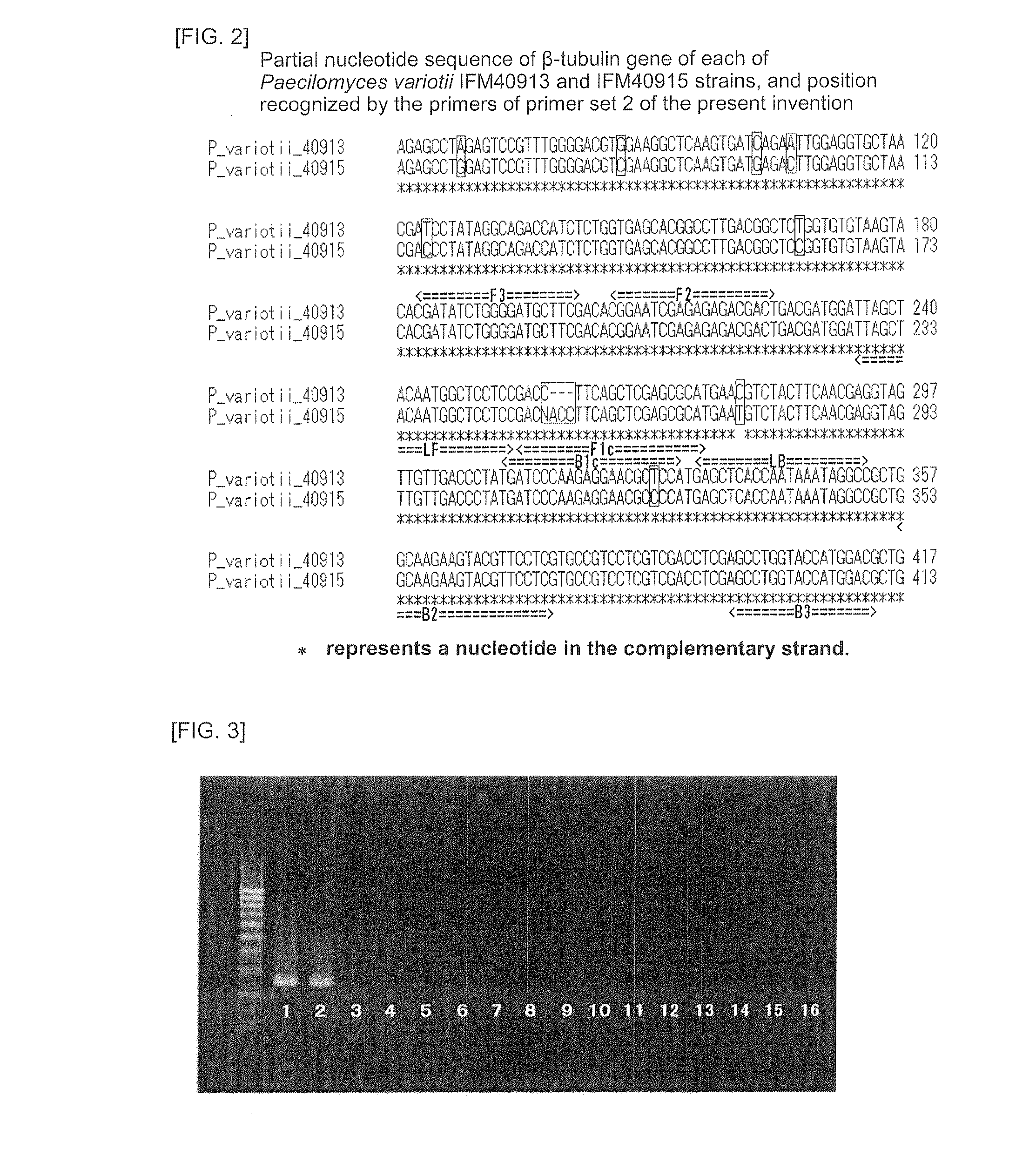 Method for Detection of Paecilomyces Variotii