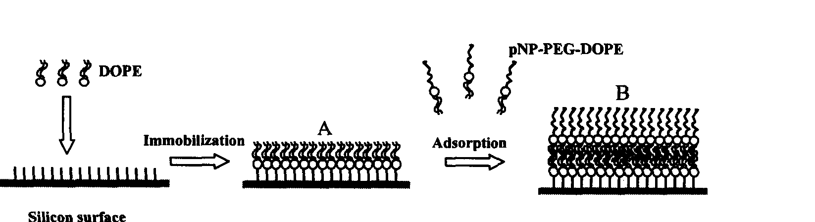 Bilayer lipid membrane surface modified protein chip and its manufacturing method and use