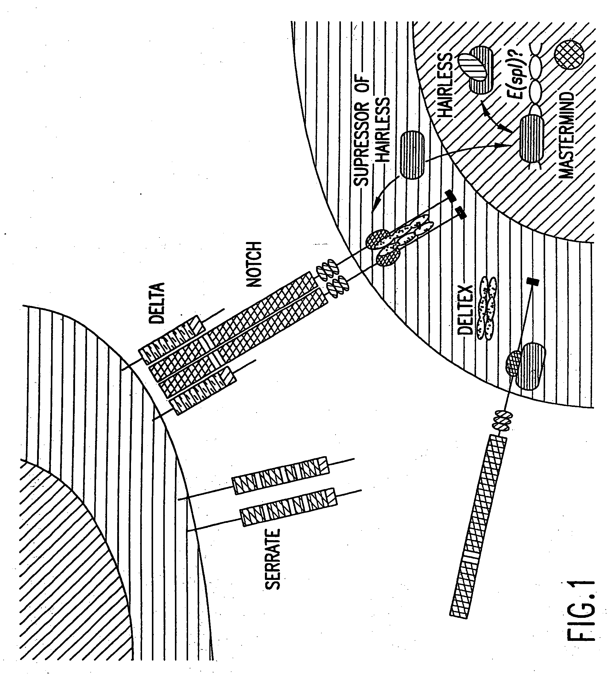 Activated forms of notch and methods based thereon