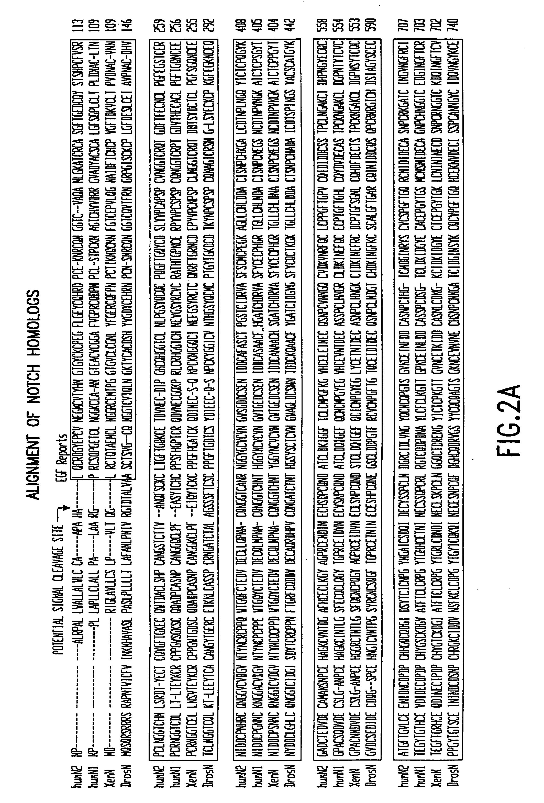 Activated forms of notch and methods based thereon