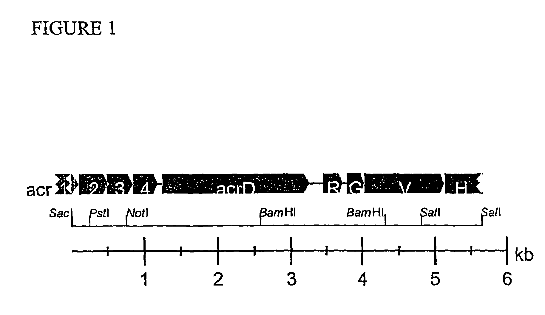 Type III secretion pathway in aeromonas salmonicida, and uses therefor