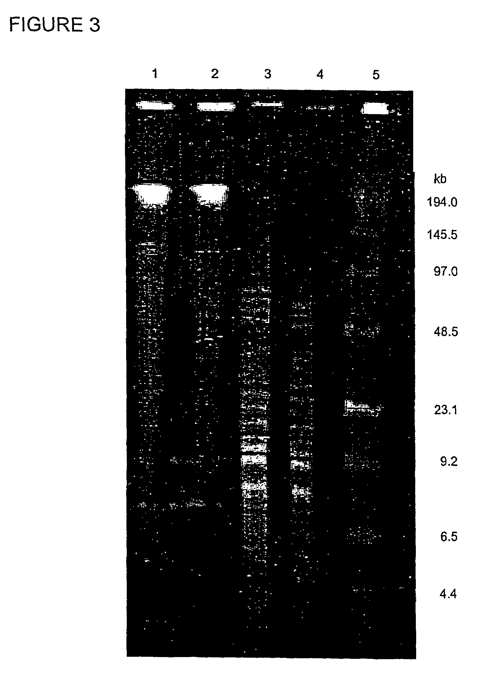 Type III secretion pathway in aeromonas salmonicida, and uses therefor