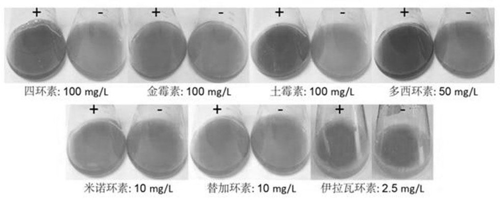 Escherichia coli (escherichia coli) LHM10-1 strain and its application