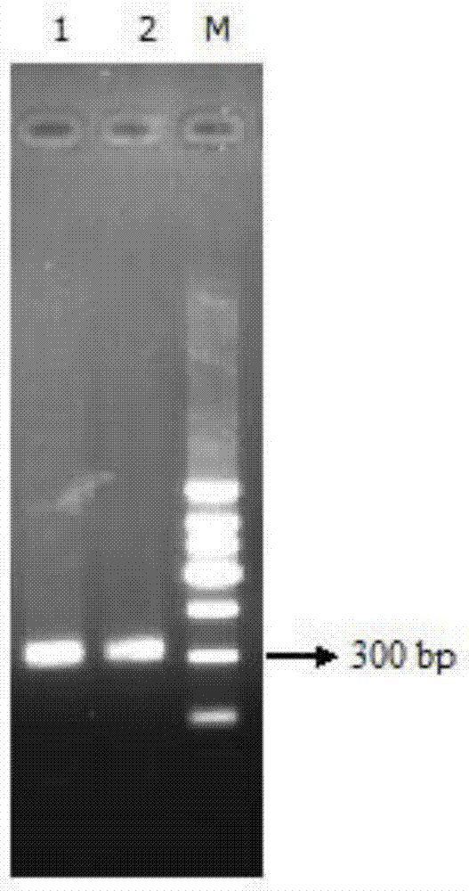 Extraction method of rosewood heartwood genome DNA (deoxyribonucleic acid)