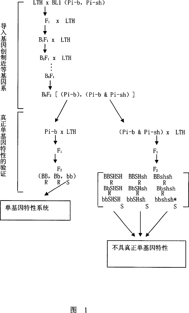 Physiological microspecies monogenically identifying system for rice blast germ and its construction process