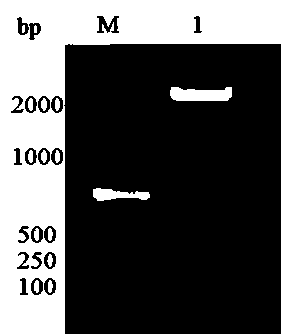 Preparation method of recombinant pichia pastoris for surface display of PEDV core antigen COE protein