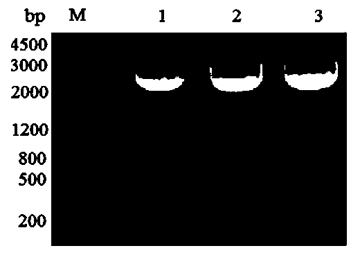 Preparation method of recombinant pichia pastoris for surface display of PEDV core antigen COE protein