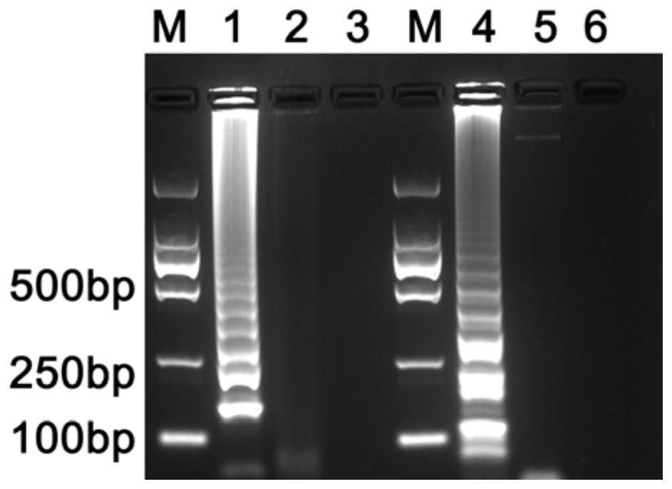 A kind of lamp detection primer of sweet potato blast fungus and its visual detection method