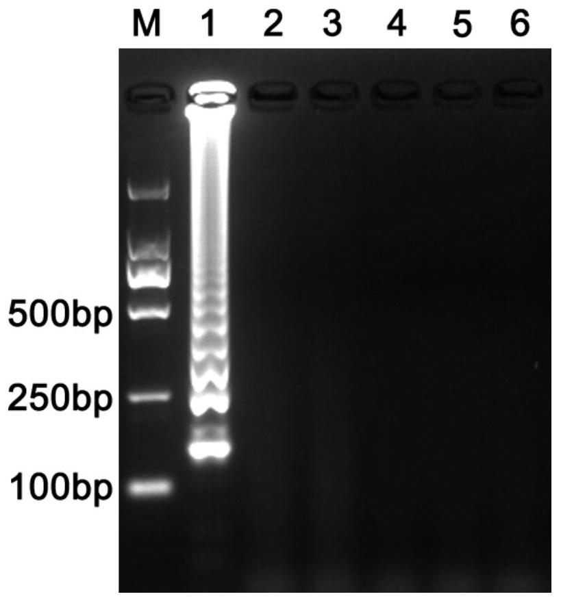 A kind of lamp detection primer of sweet potato blast fungus and its visual detection method