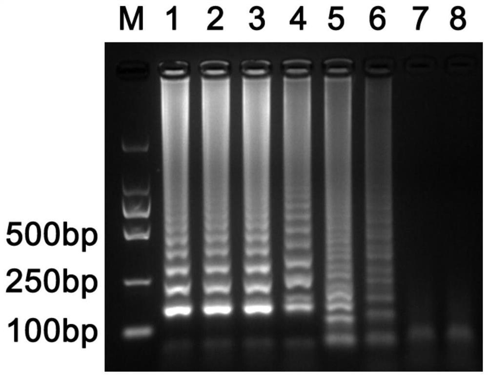 A kind of lamp detection primer of sweet potato blast fungus and its visual detection method