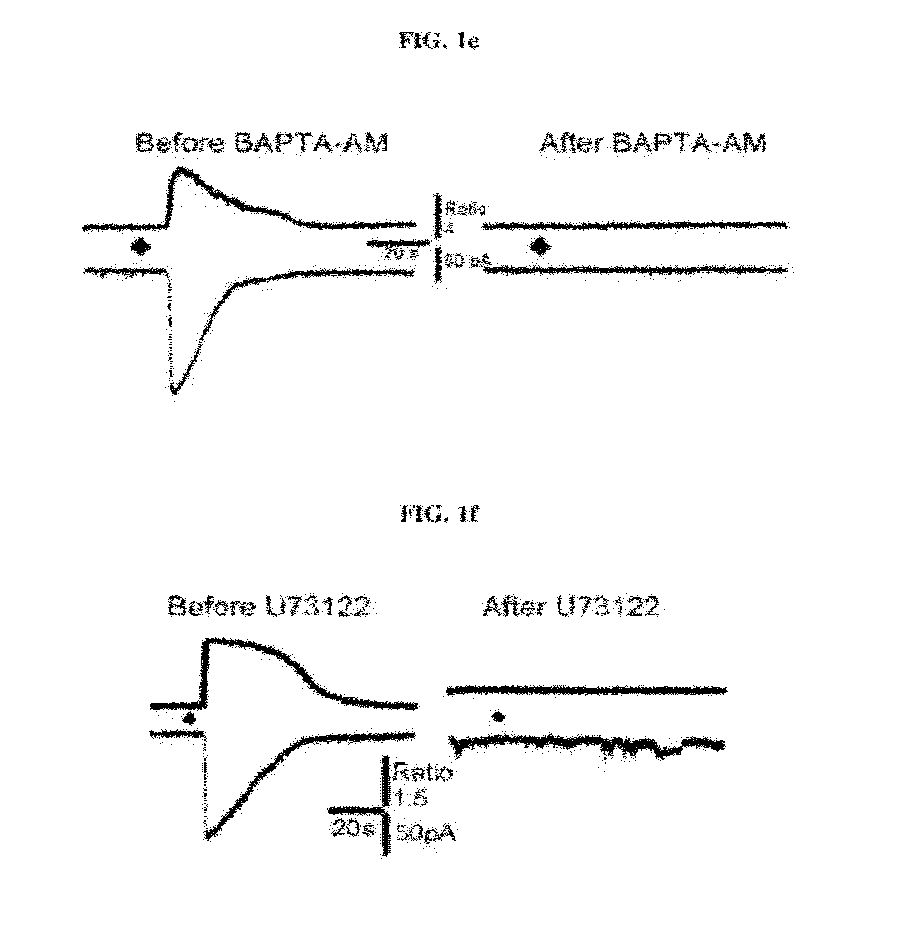 Regulation of neurotransmitter release through anion channels