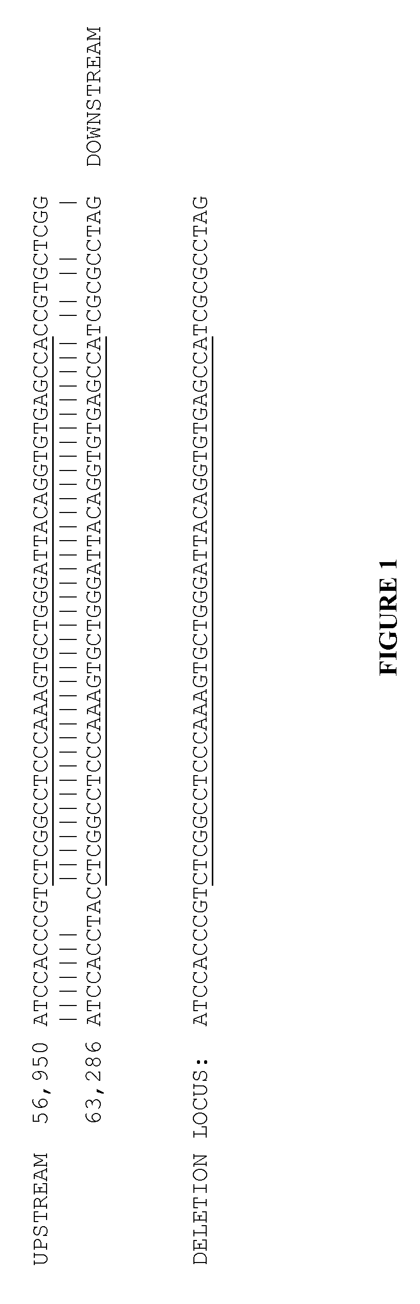 Large deletions in human brca1 gene and use thereof